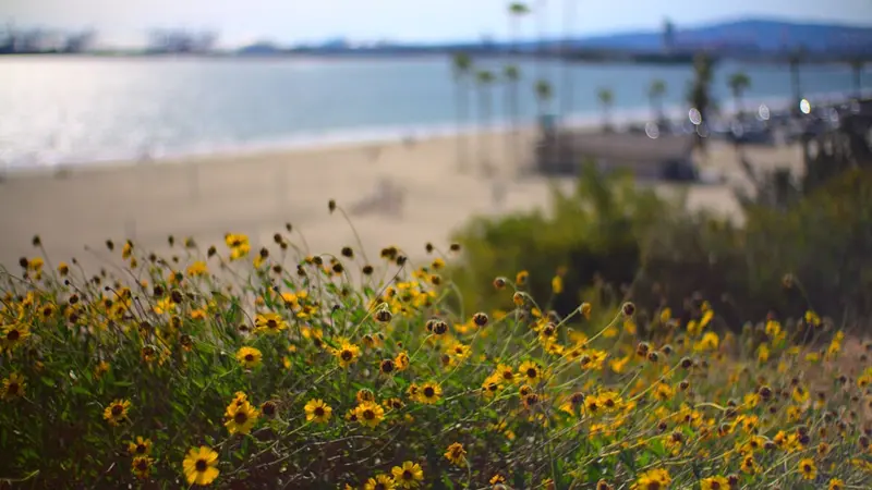 Urban Foraging in California by Season