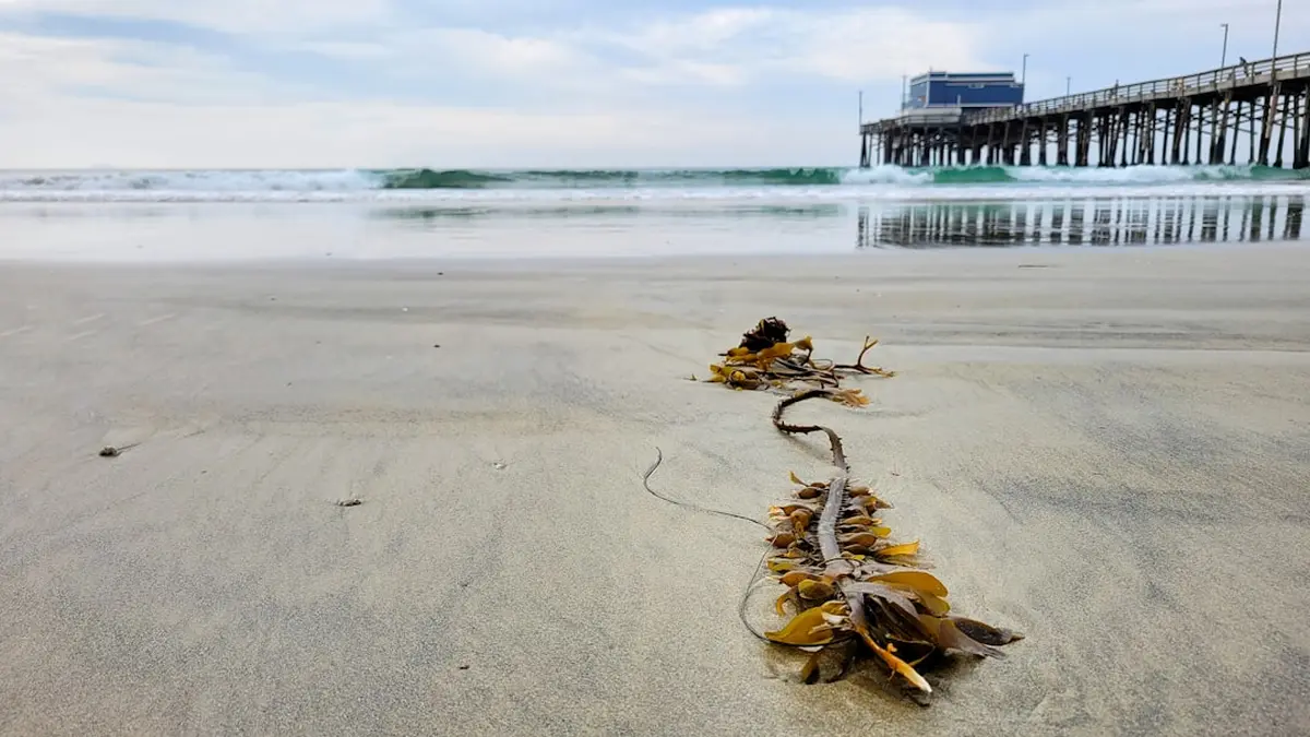 Coastal Foraging Nutrition Guide
