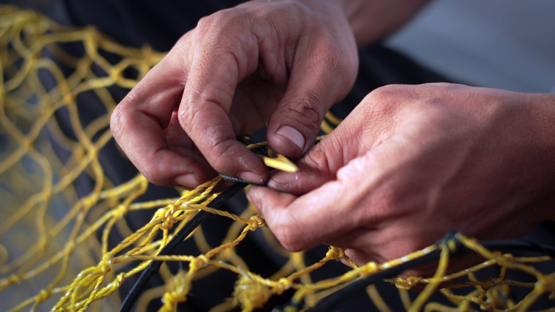 Close-up of hands using scissors to cleanly cut kelp blade, demonstrating proper sustainable harvest technique