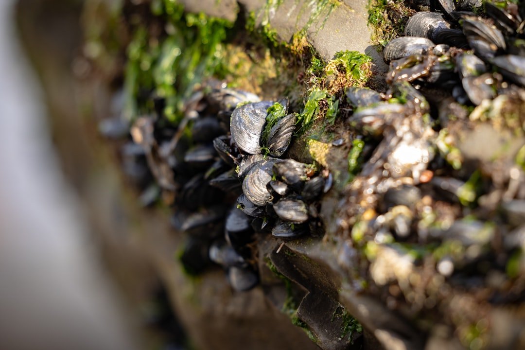 Step-by-step images showing mussel cleaning process: scrubbing, debearding, and checking for freshness